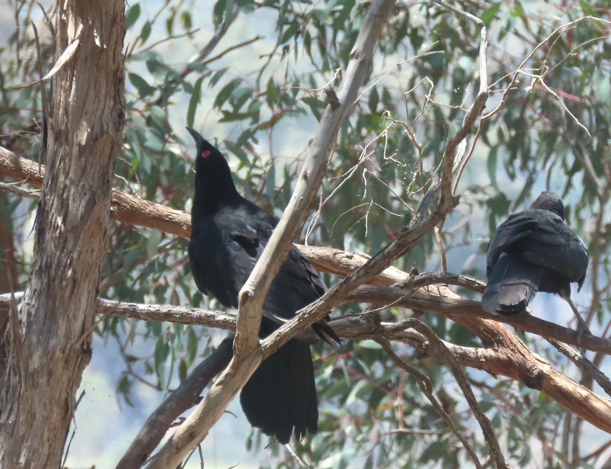 Ak Kanatlı Karga - ML646552443