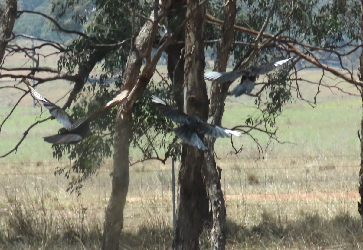 Ak Kanatlı Karga - ML646552444