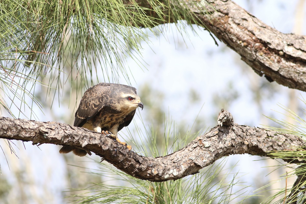 Snail Kite - ML646552446