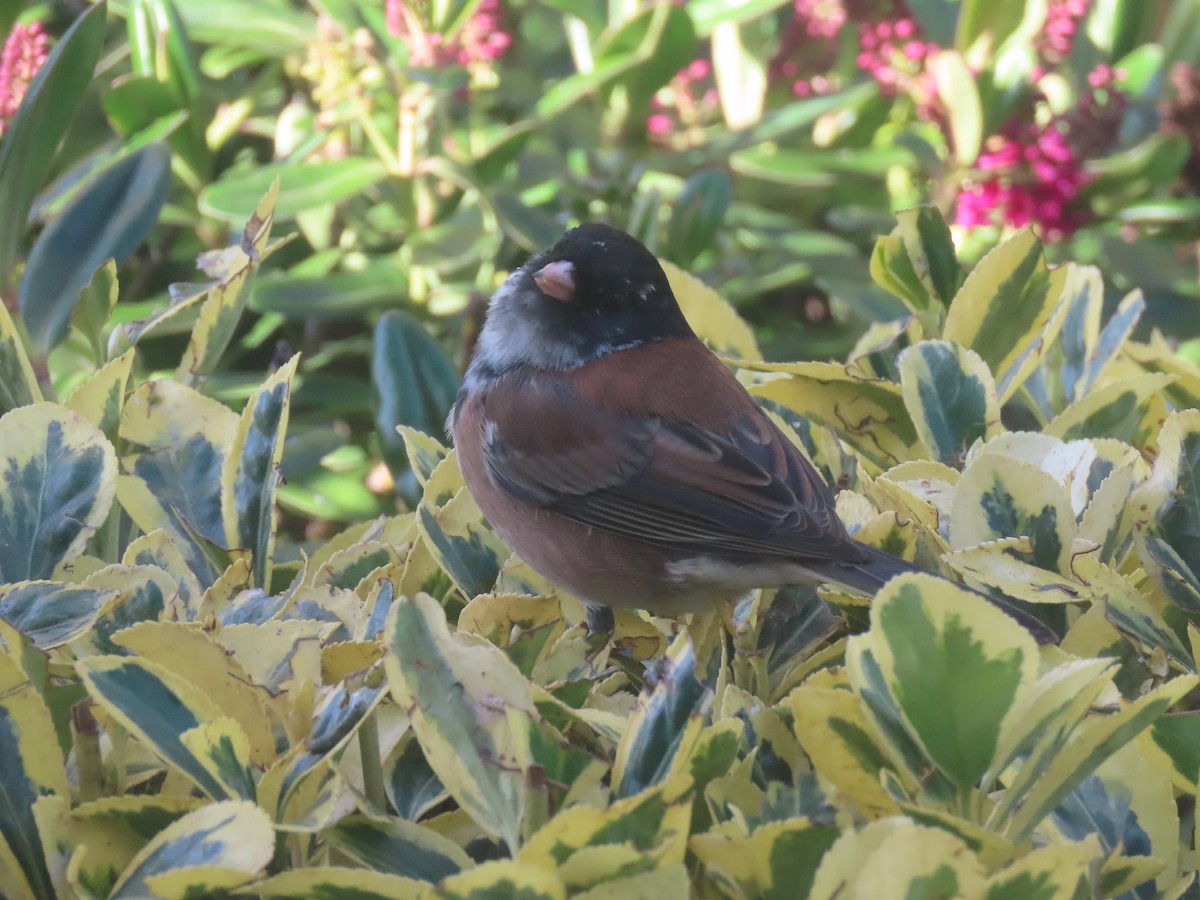 Dark-eyed Junco - ML646552448