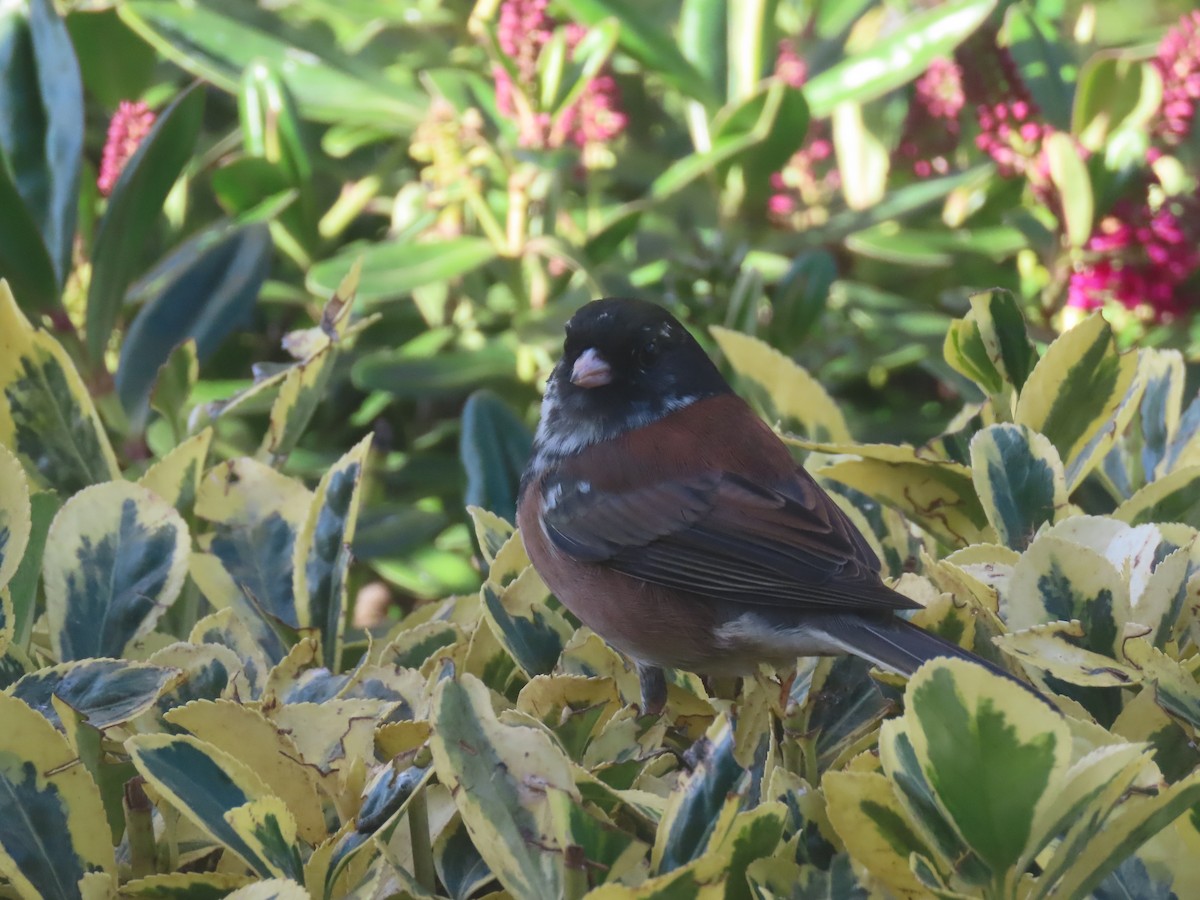 Dark-eyed Junco - ML646552449