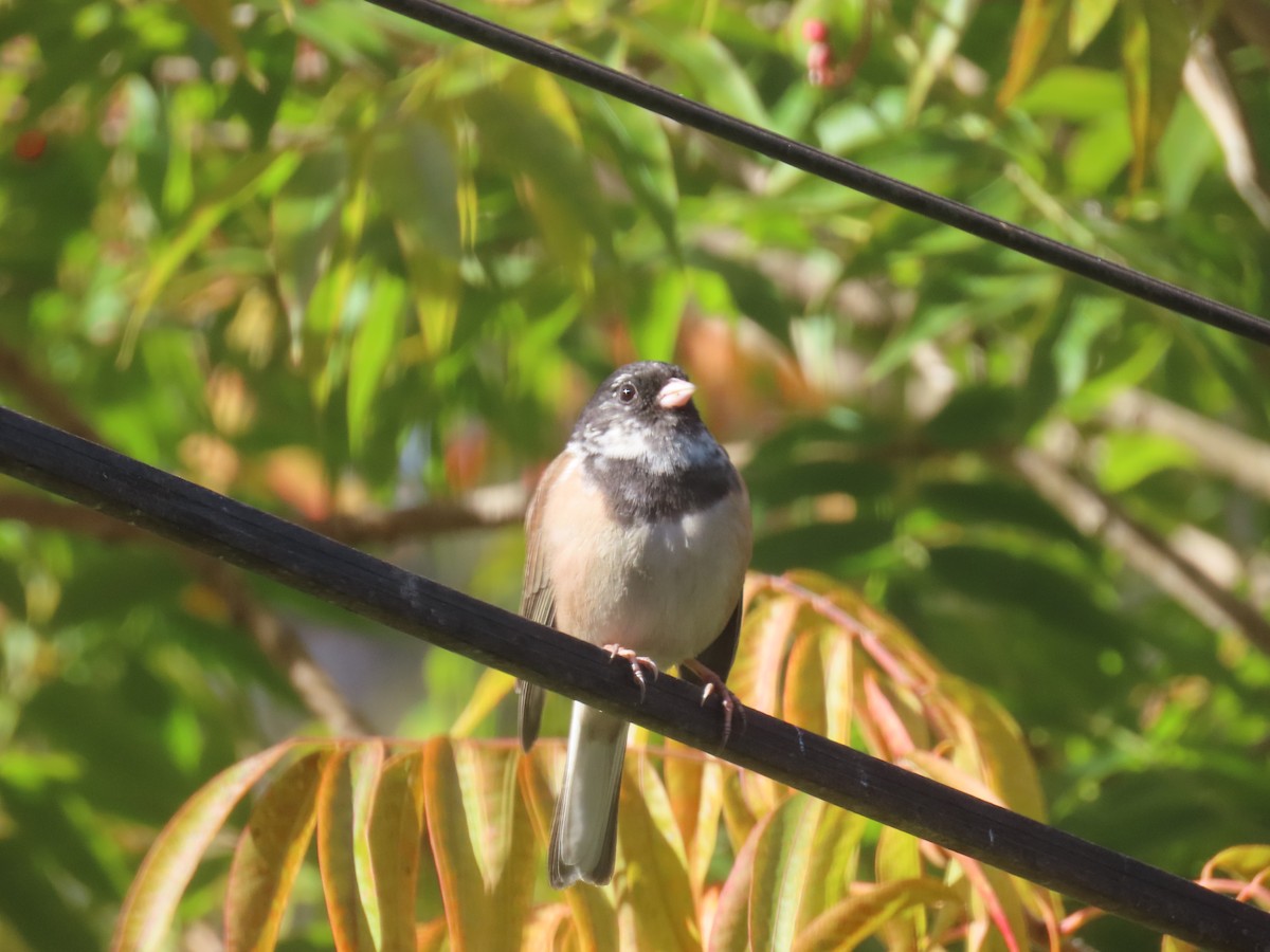 Dark-eyed Junco - ML646552450