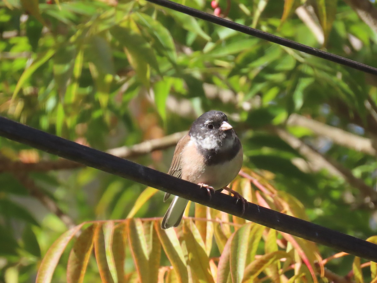 Dark-eyed Junco - ML646552451