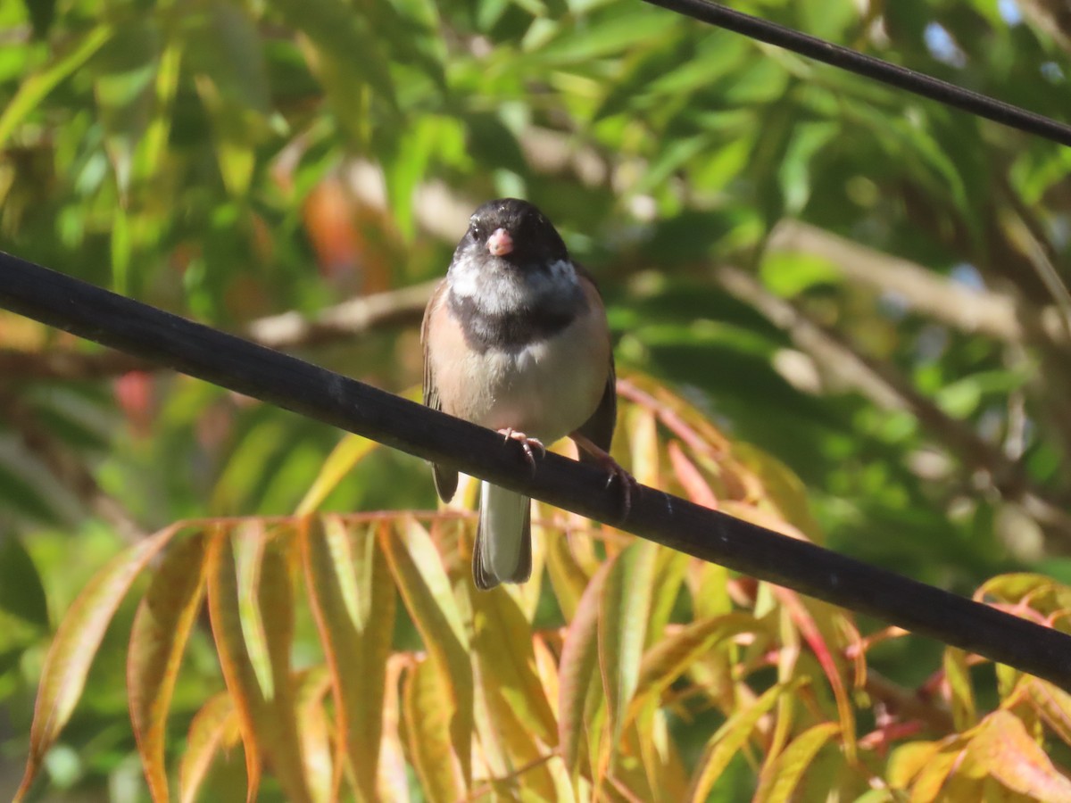 Dark-eyed Junco - ML646552452