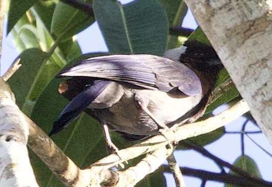 Chara Violácea - ML646552453