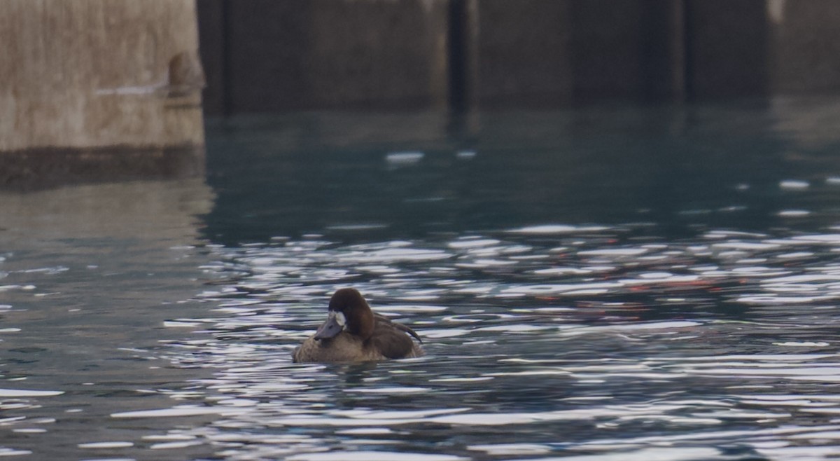 bergand - ML646552458