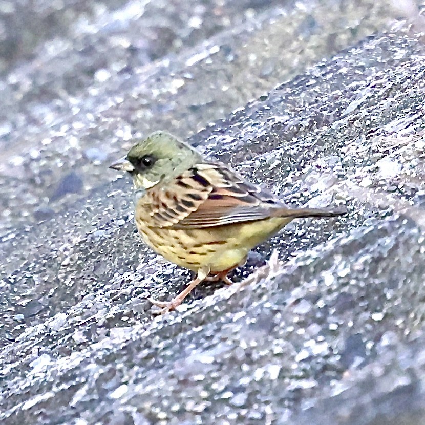 Masked Bunting - ML646552459