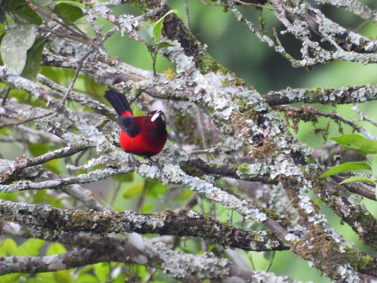 Crimson-backed Tanager - ML646552461