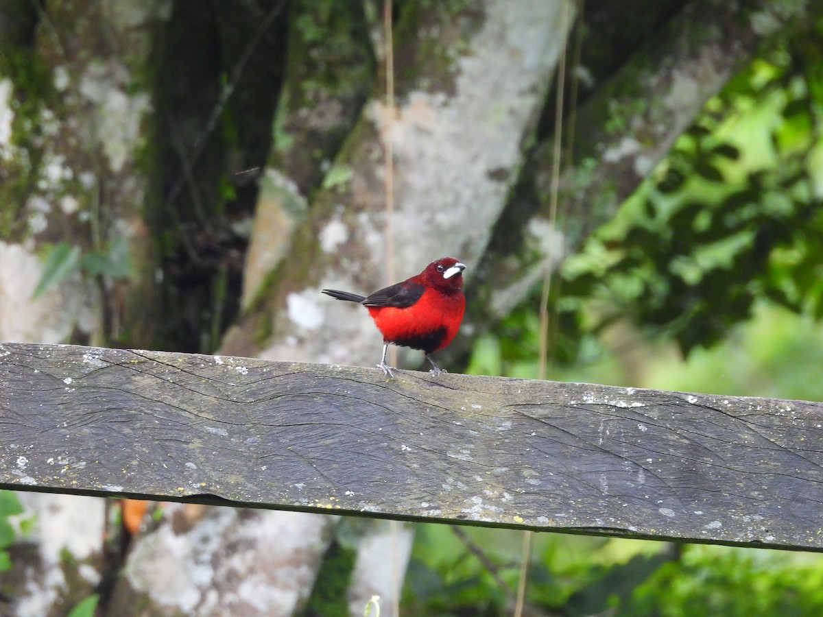 Crimson-backed Tanager - ML646552463