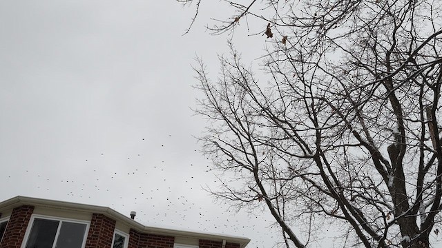 Шпак звичайний - ML646552466