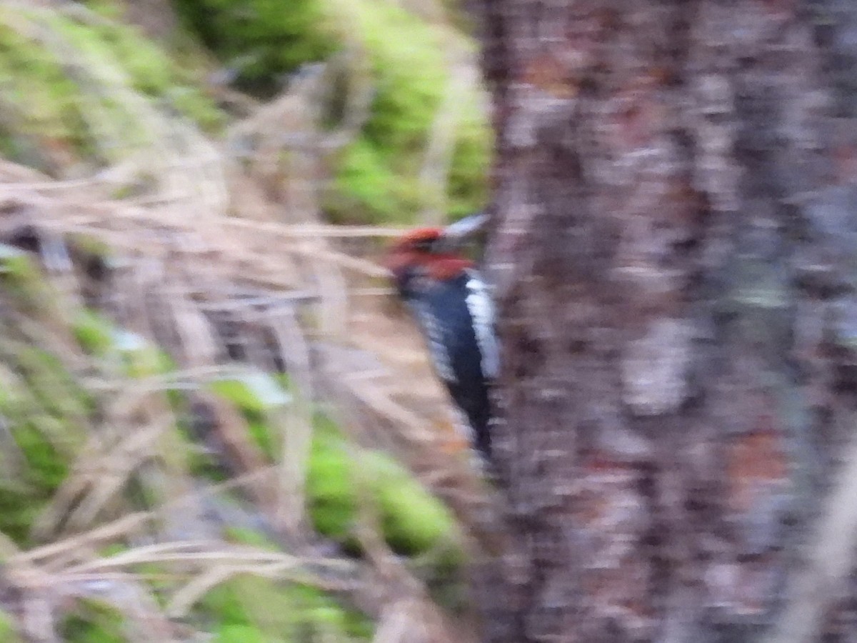 Red-naped x Red-breasted Sapsucker (hybrid) - ML646552468