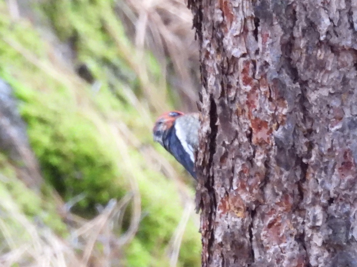 Red-naped x Red-breasted Sapsucker (hybrid) - ML646552469