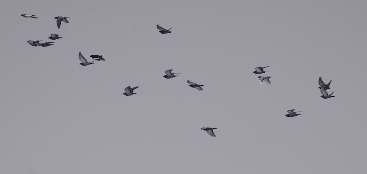 カワラバト（ドバト、家畜型） - ML646552473