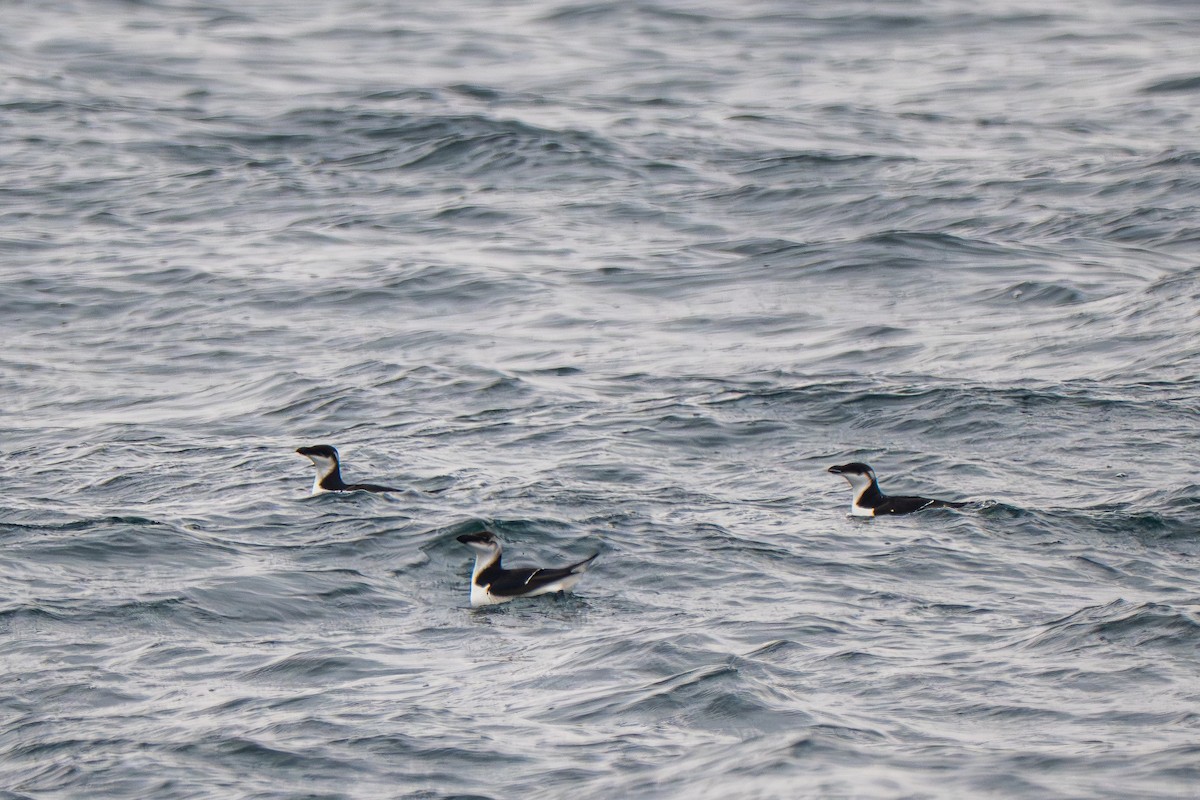 Tordalk - ML646552474