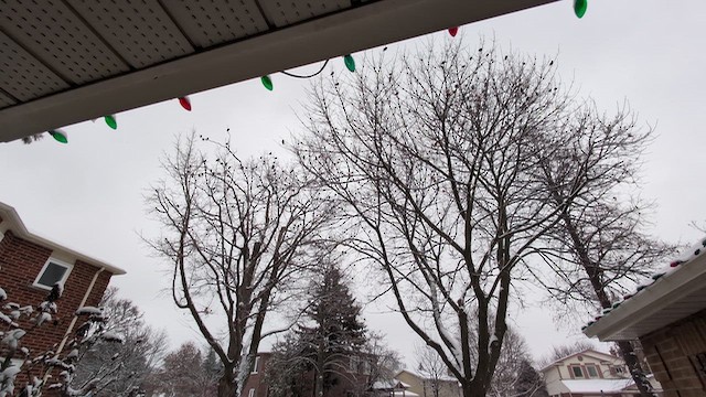 Шпак звичайний - ML646552475