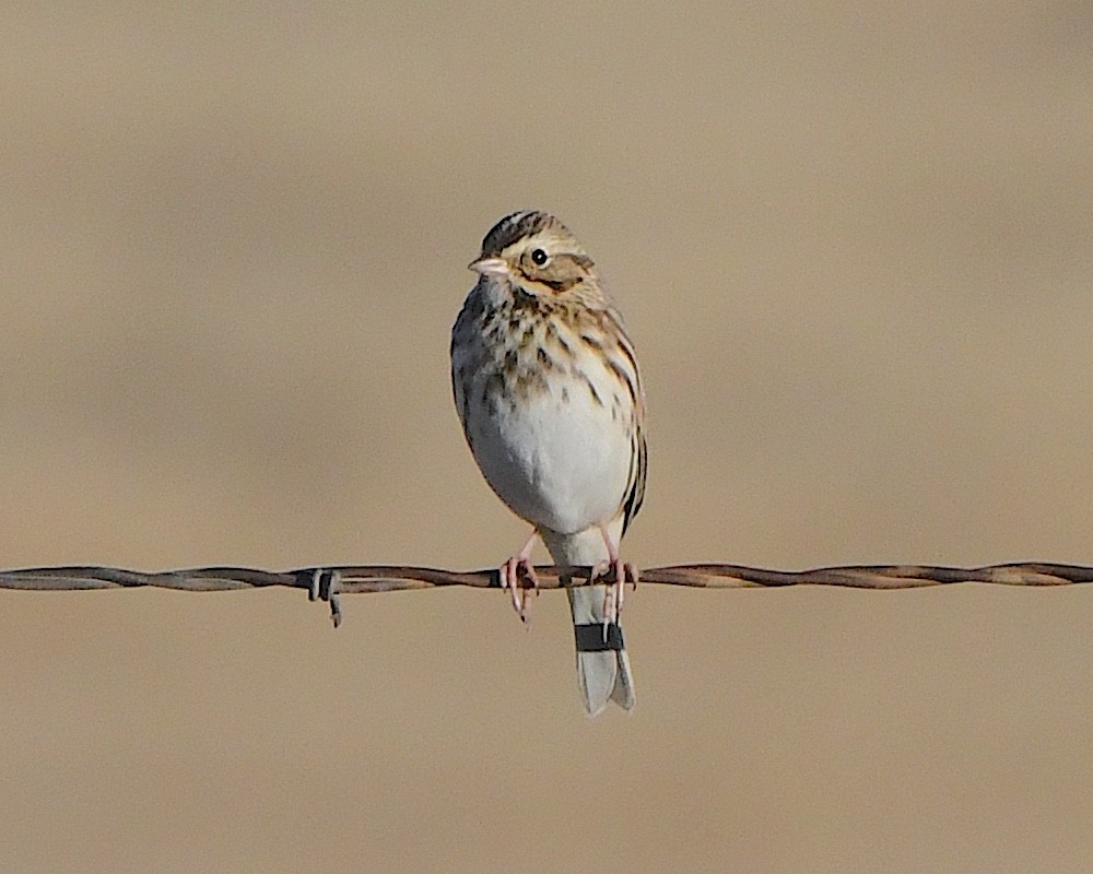 Savannah Sparrow - ML646552481