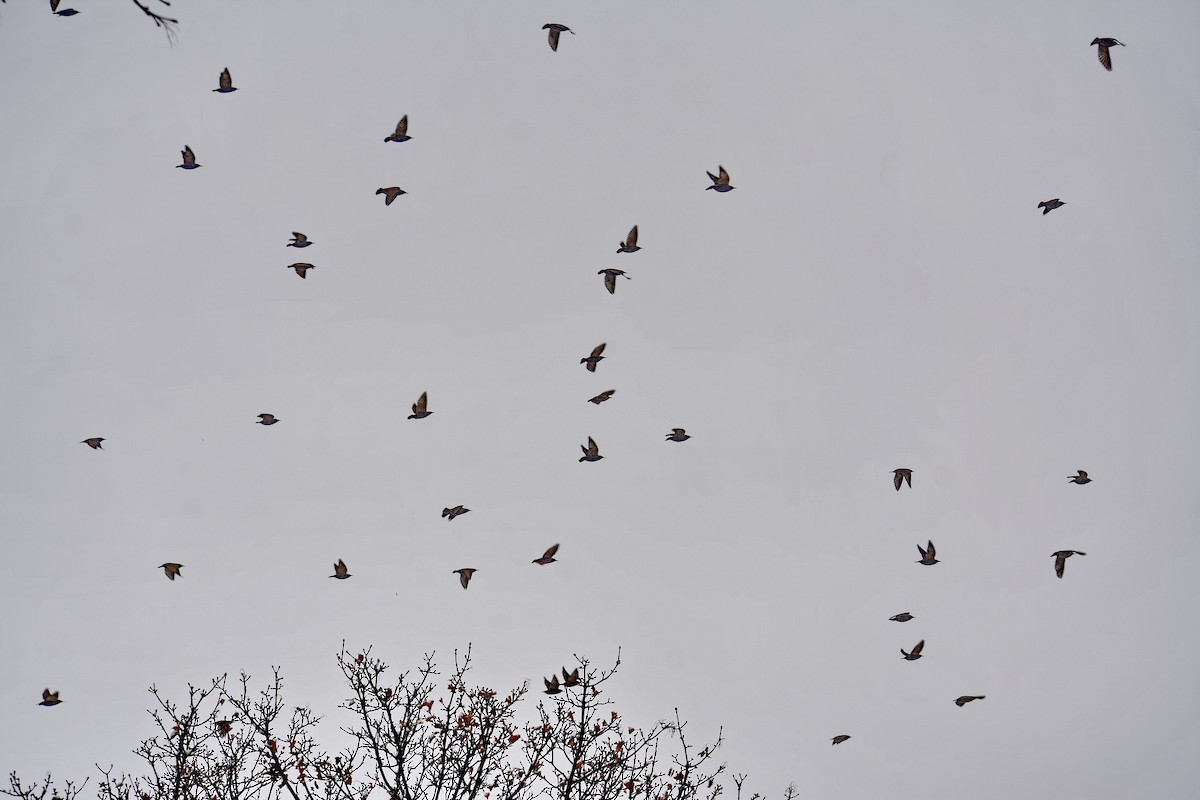 European Starling - ML646552486