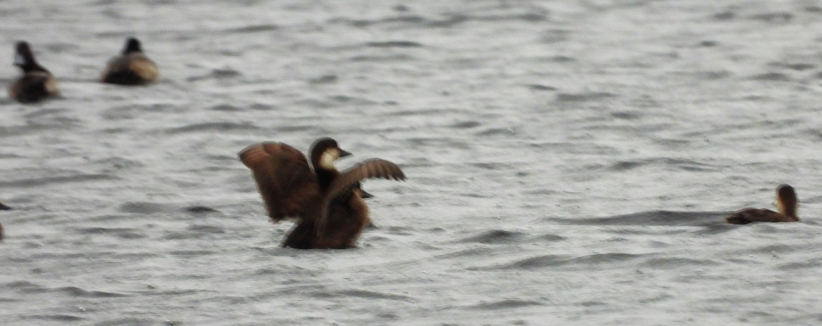 Pazifiktrauerente - ML646552489