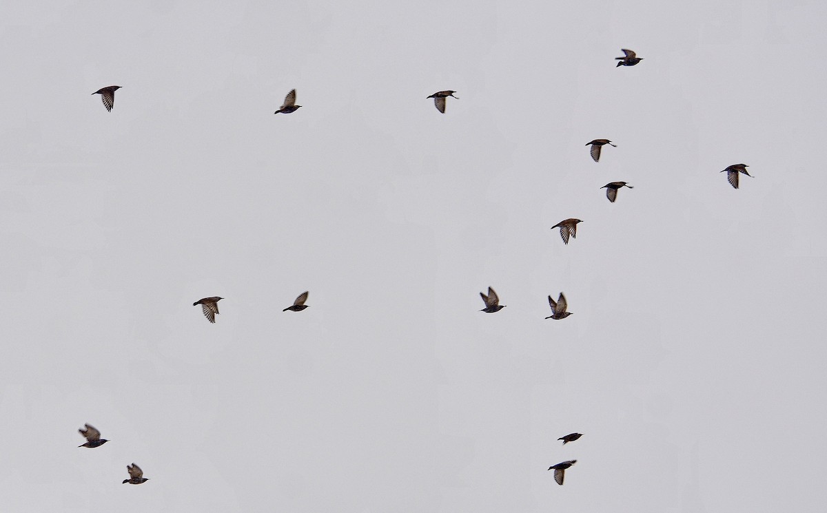 European Starling - ML646552490