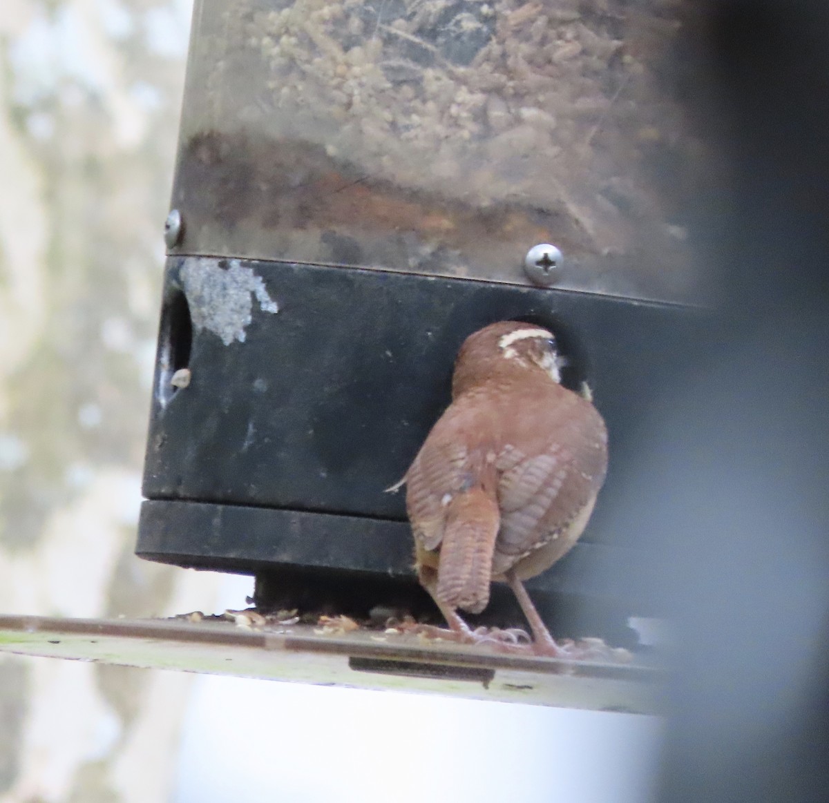 Carolina Wren - ML646552492