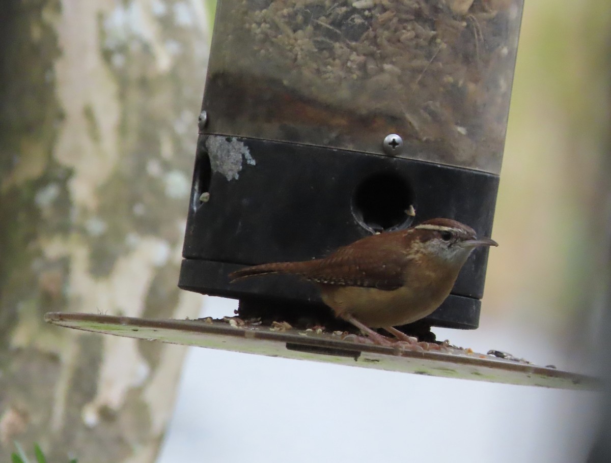 Carolina Wren - ML646552493