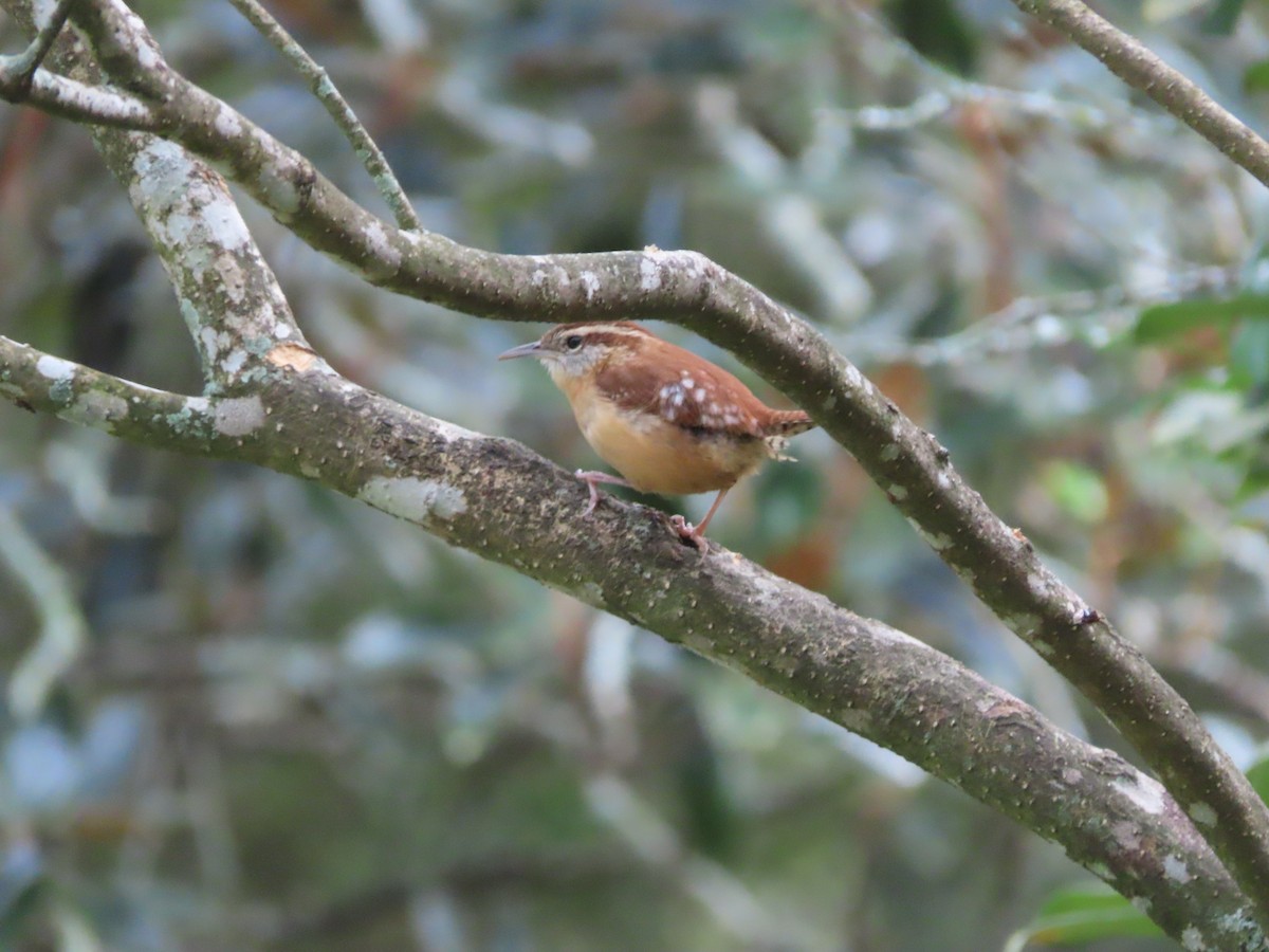 Carolina Wren - ML646552494