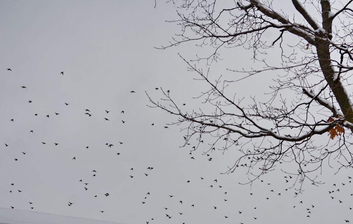 European Starling - ML646552496