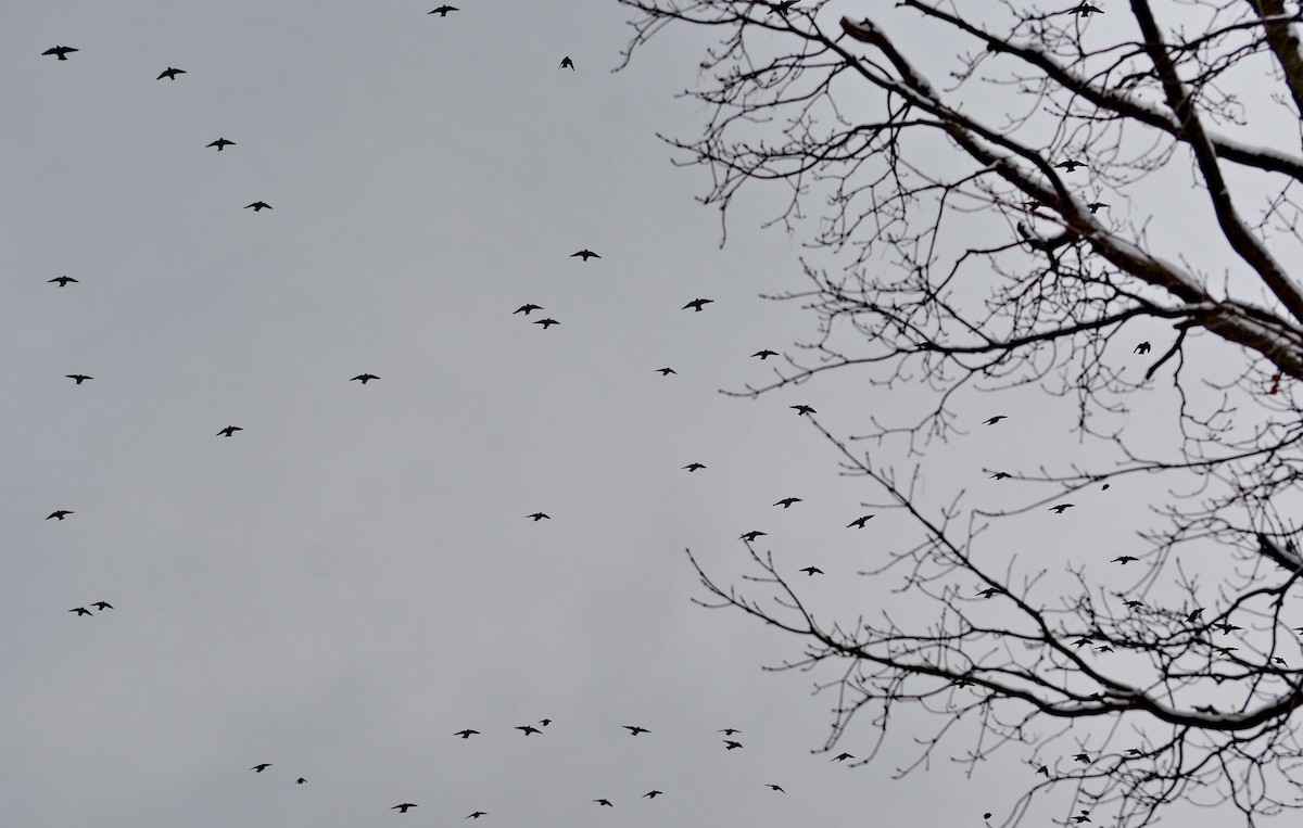 European Starling - ML646552498