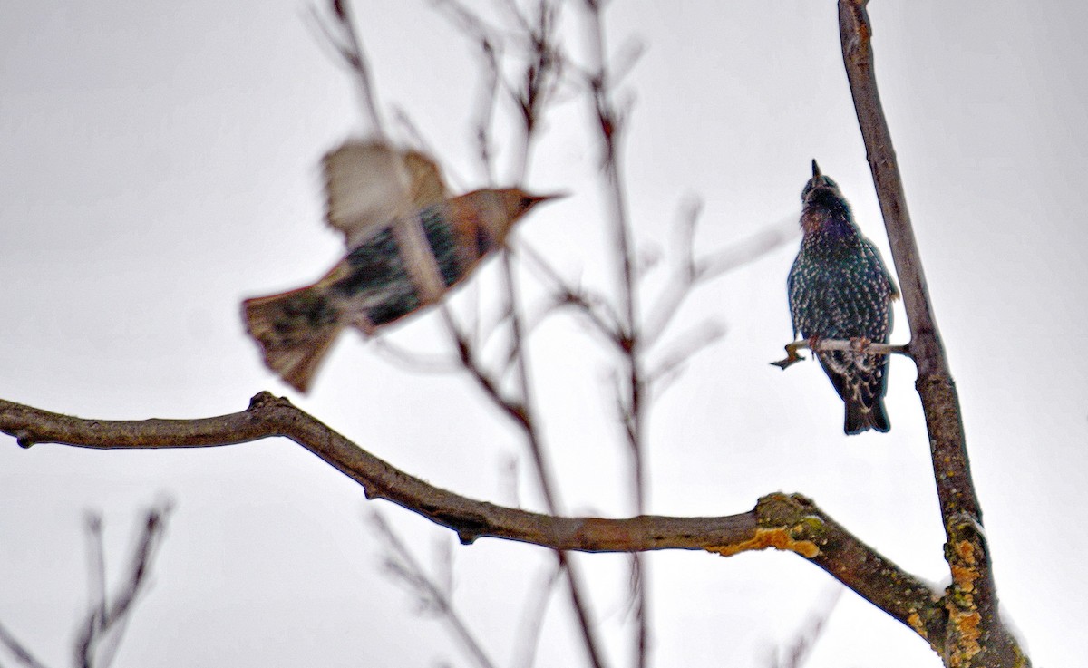 European Starling - ML646552499