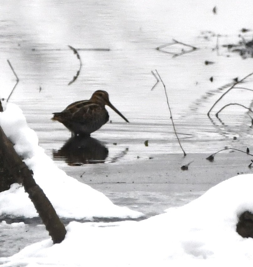 Wilson's Snipe - ML646552500