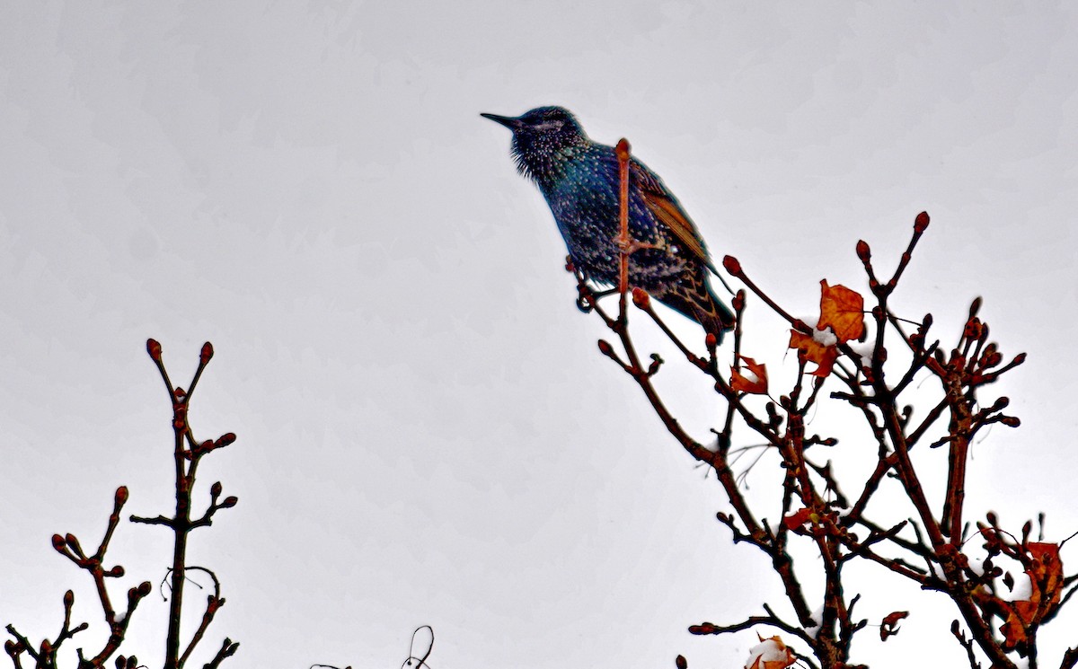 European Starling - ML646552501