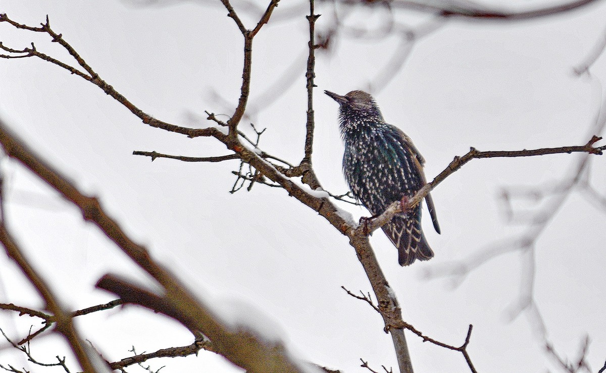 European Starling - ML646552503