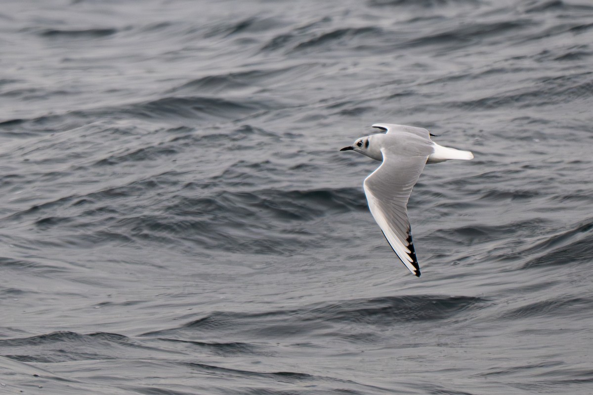 Bonapartemöwe - ML646552505