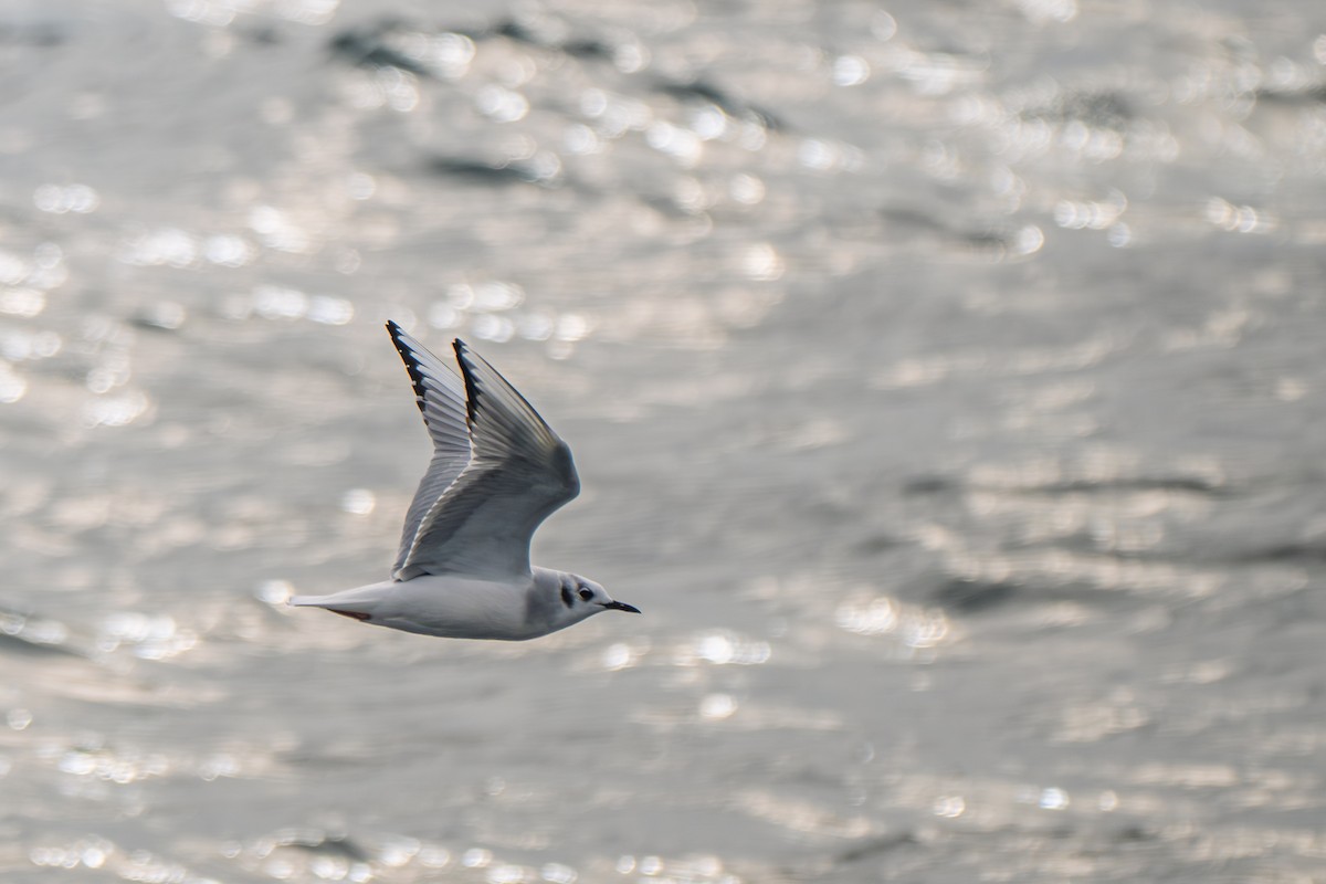 Bonapartemöwe - ML646552506