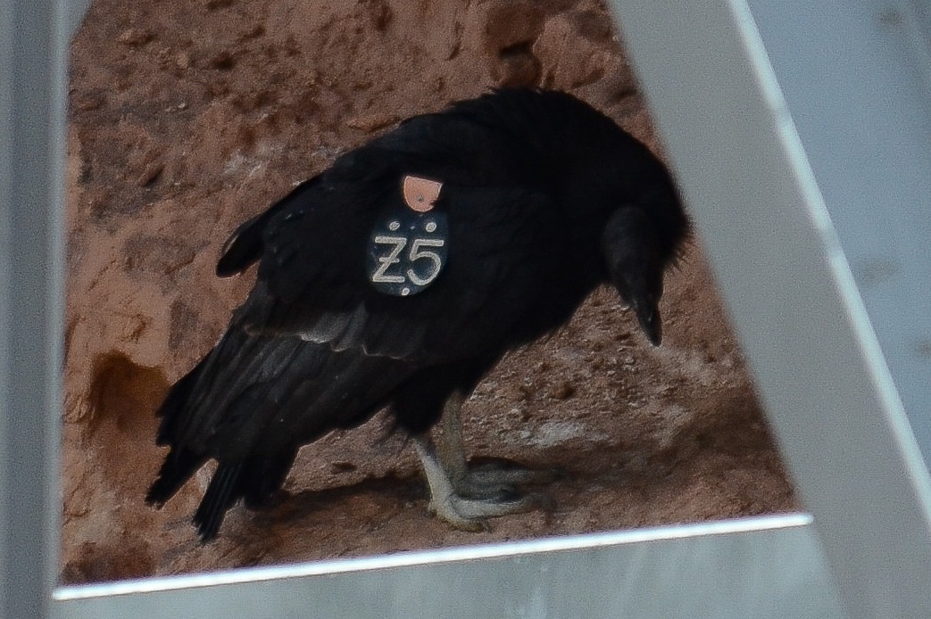 California Condor - ML646552507