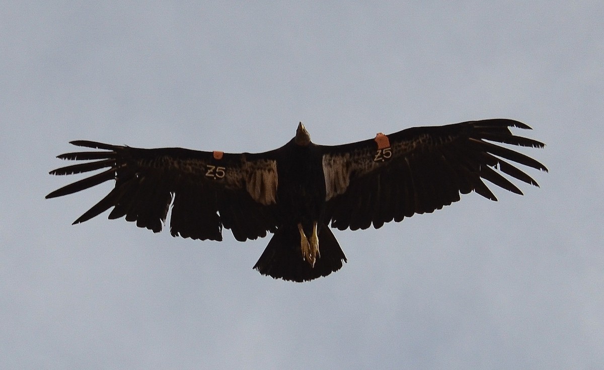 California Condor - ML646552508