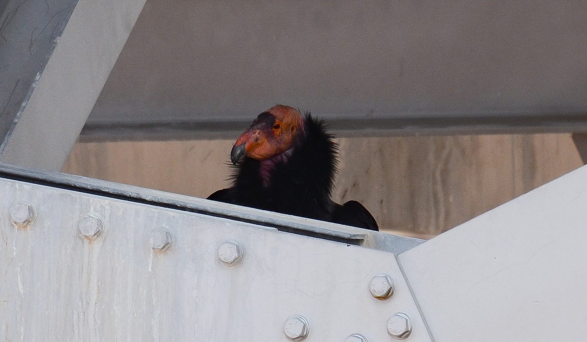 California Condor - ML646552509