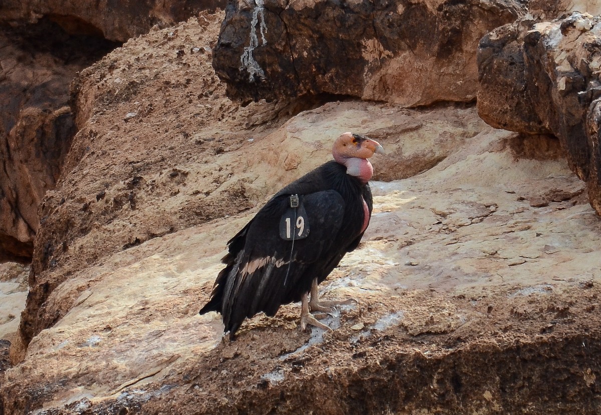 California Condor - ML646552510