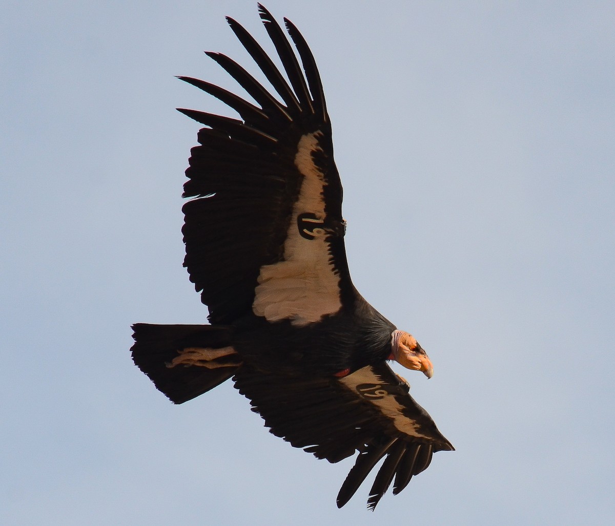 California Condor - ML646552511