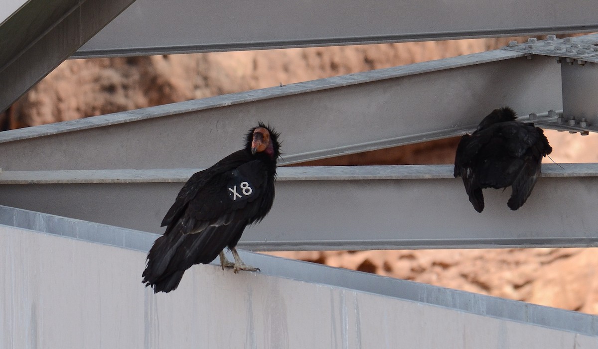 California Condor - ML646552512