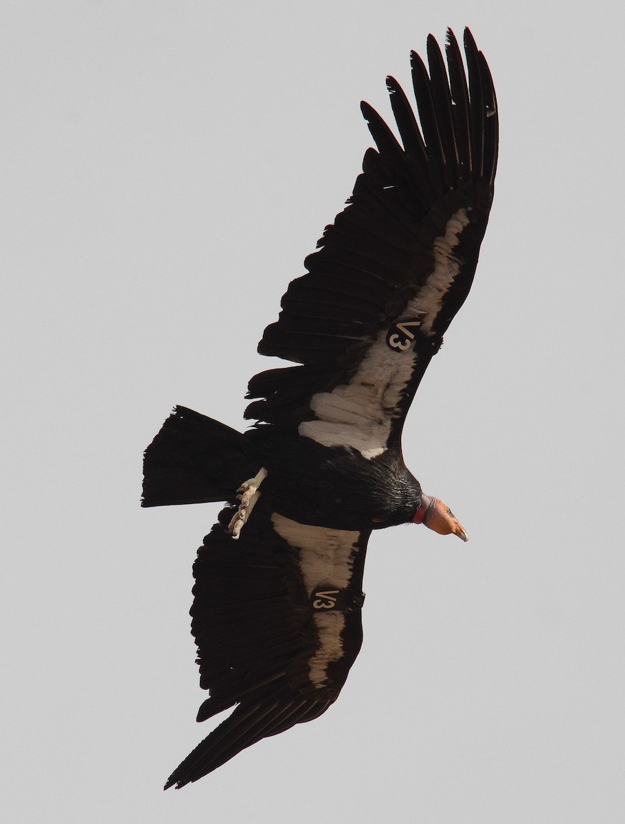 California Condor - ML646552514