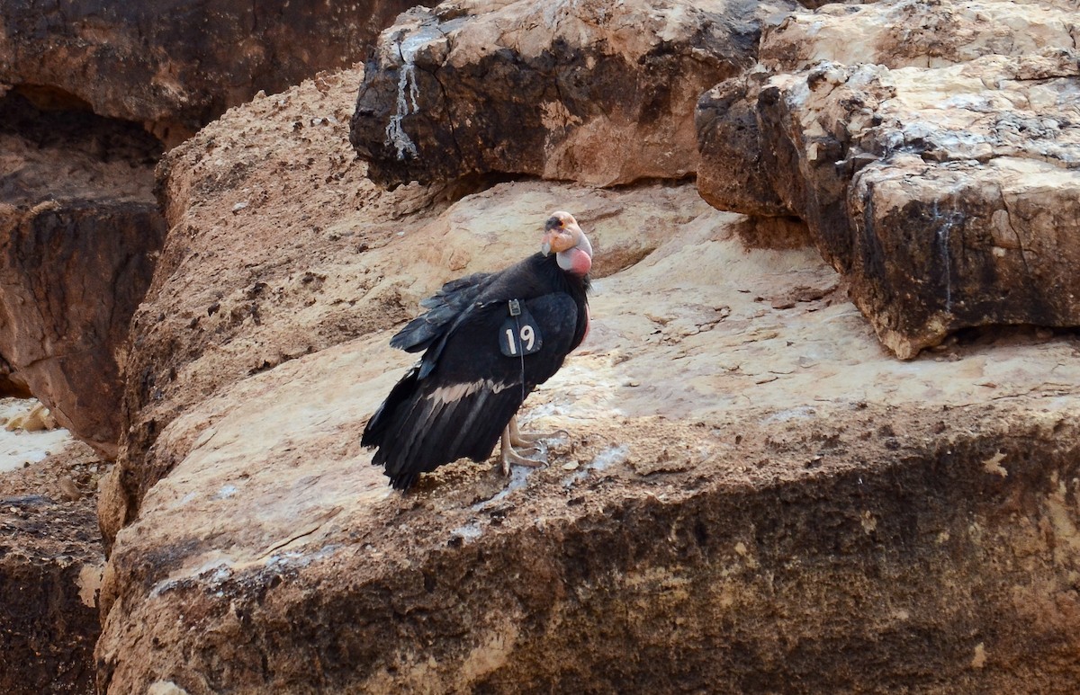 California Condor - ML646552515