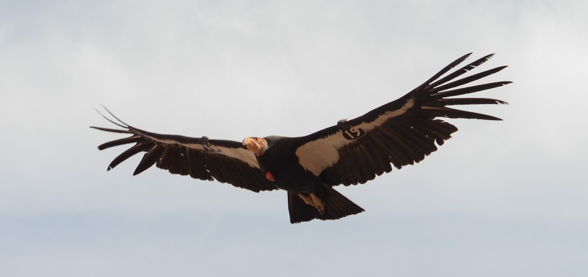 California Condor - ML646552516