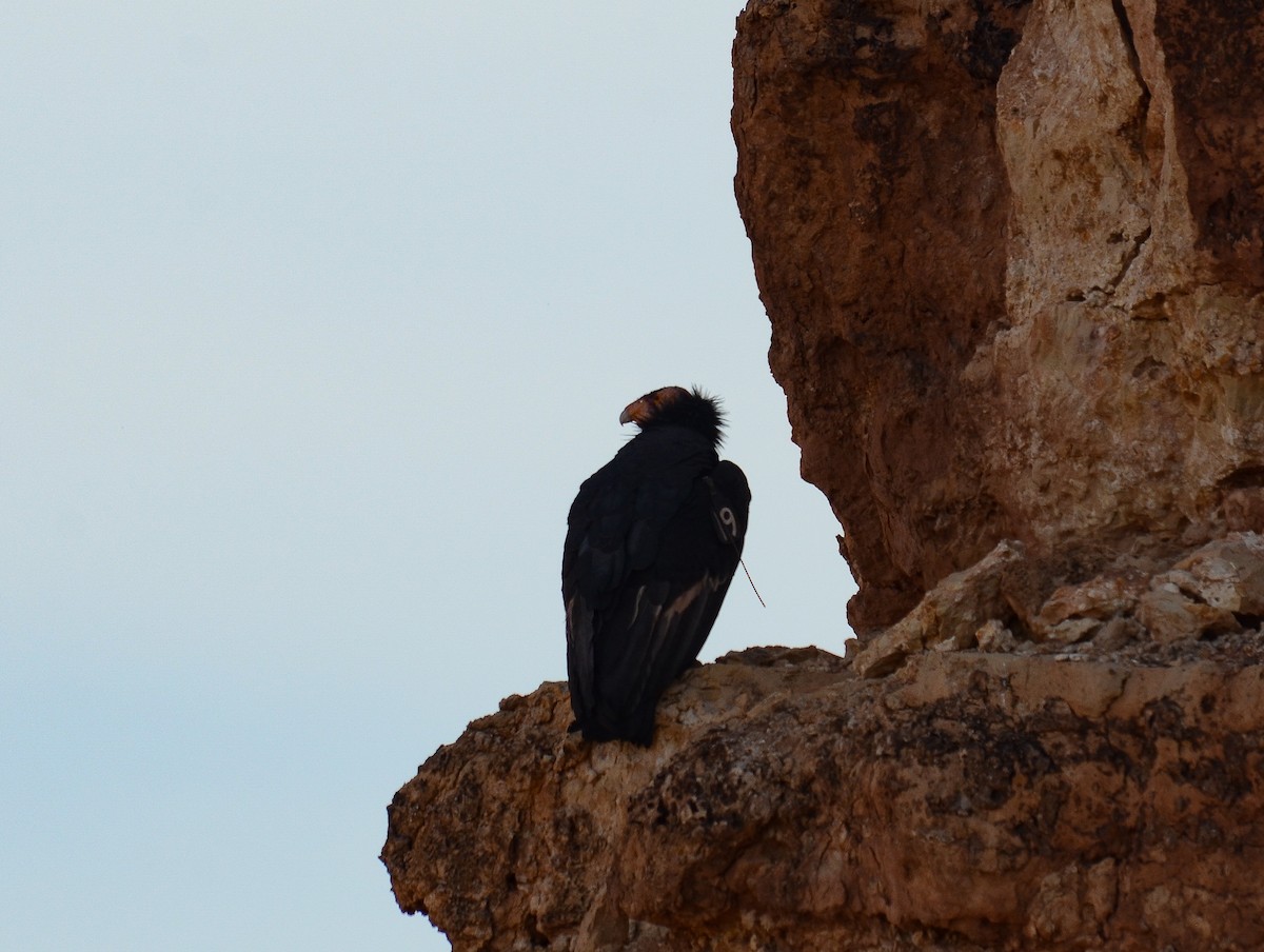 California Condor - ML646552517