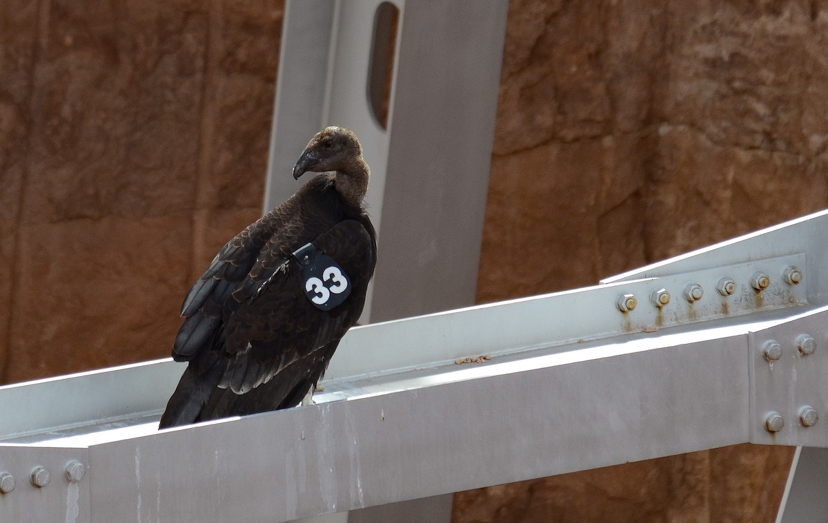 California Condor - ML646552518