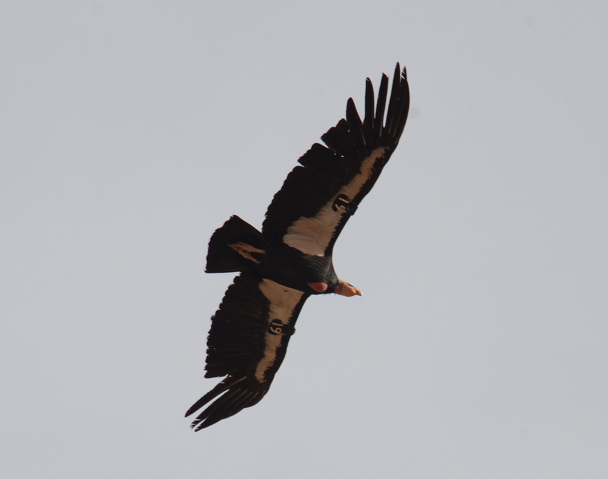 California Condor - ML646552519
