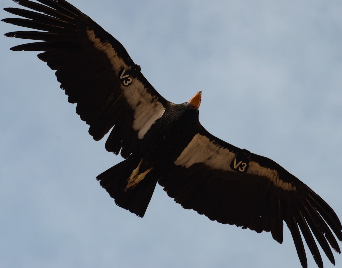 California Condor - ML646552520