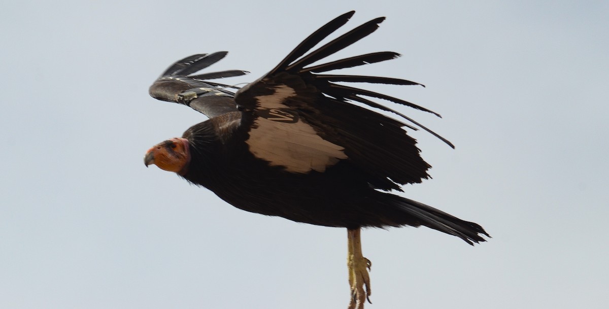 California Condor - ML646552521
