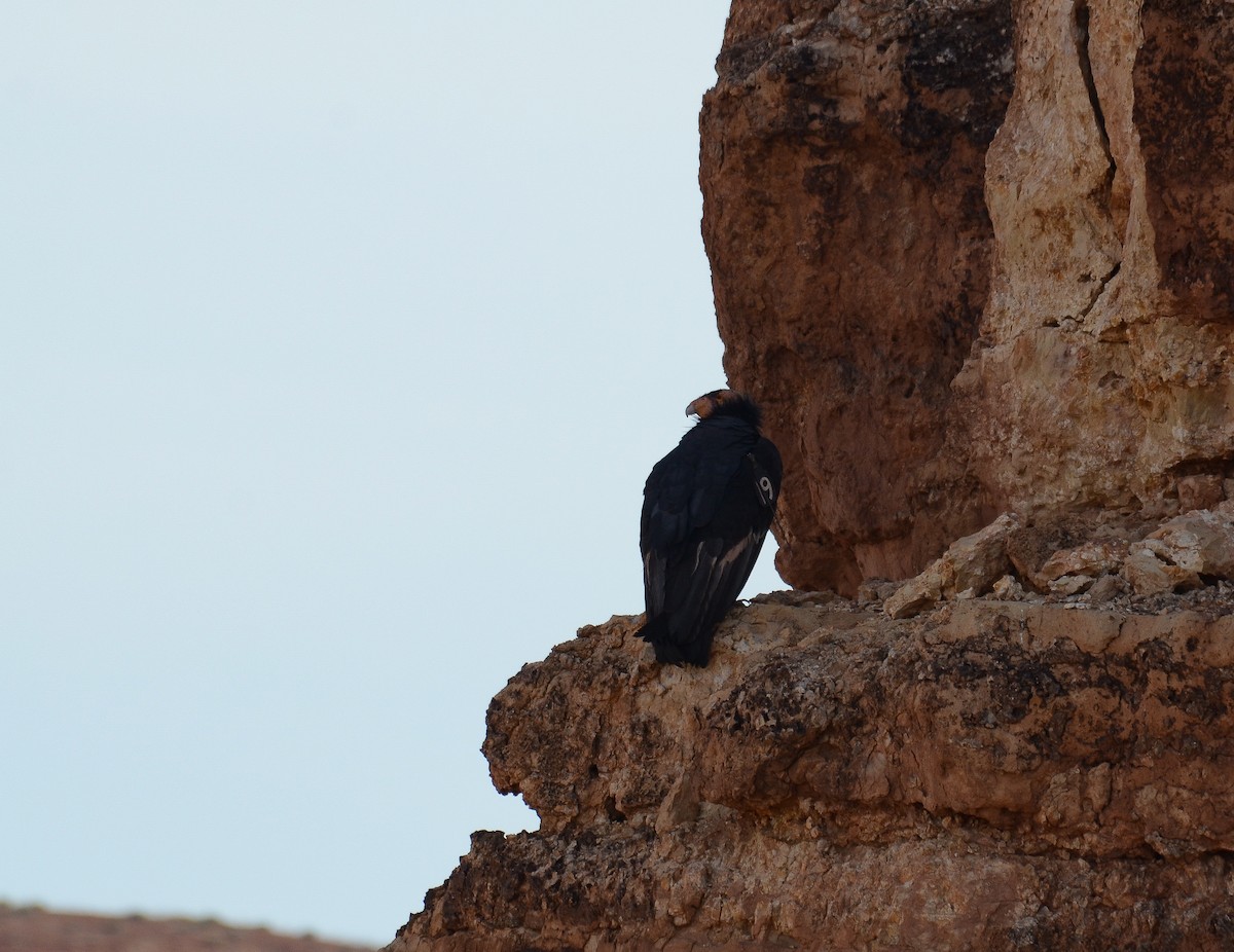 California Condor - ML646552522