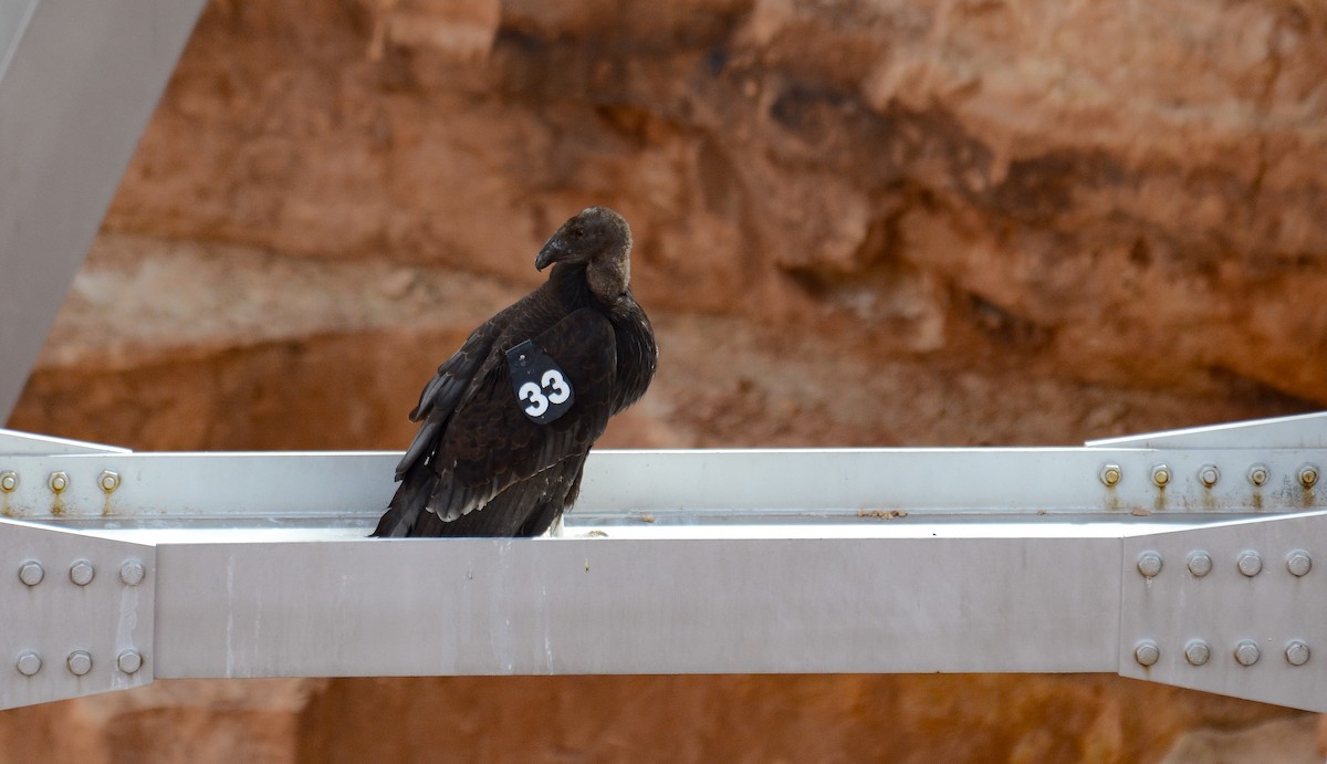 California Condor - ML646552523